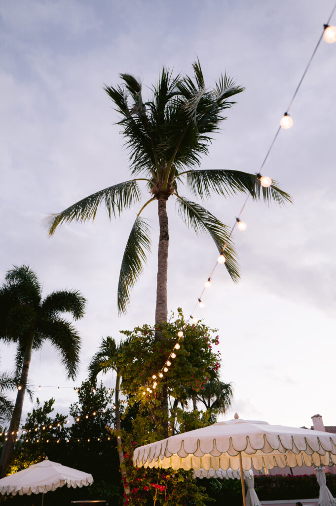 string lights and palm trees, photo taken at the colony hotel, palm beach, fl